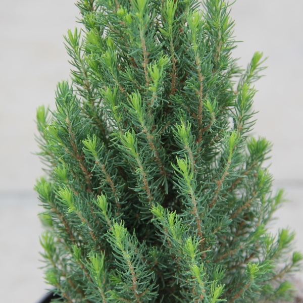 Smrk sivý 'Zuckerhut' květináč 2,5 litru, výška 25/30cm, kužel-0