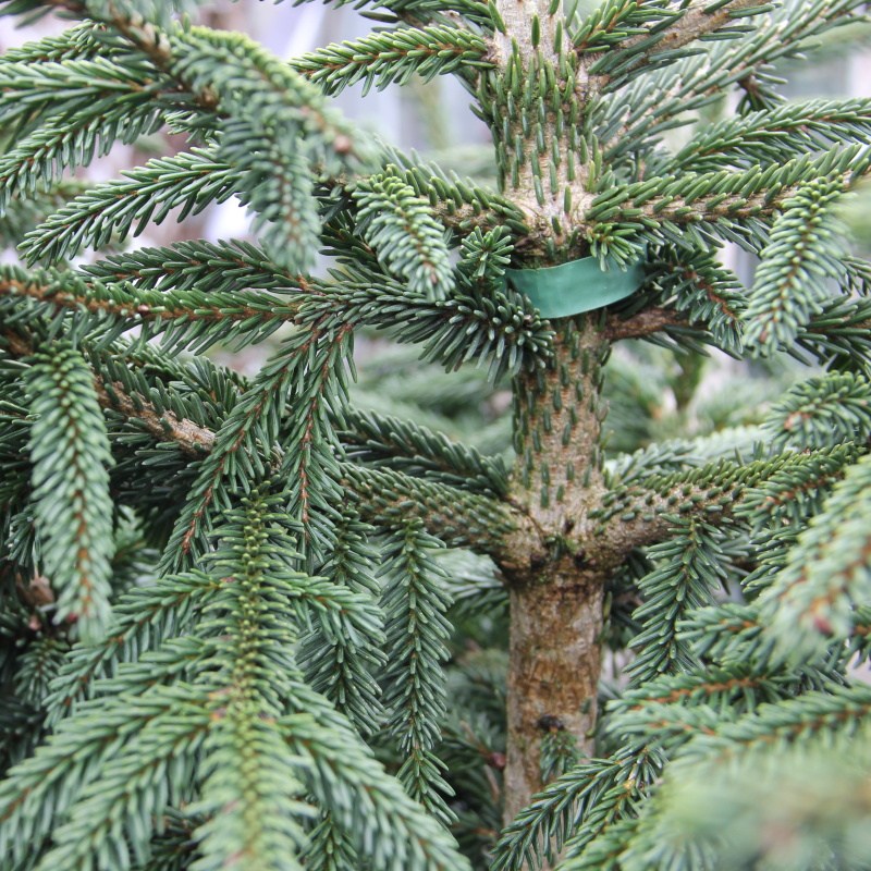 Vzrůstné jehličnany - Smrk východní 'Aurea' květináč 25 litrů, výška 80/100cm, stromek