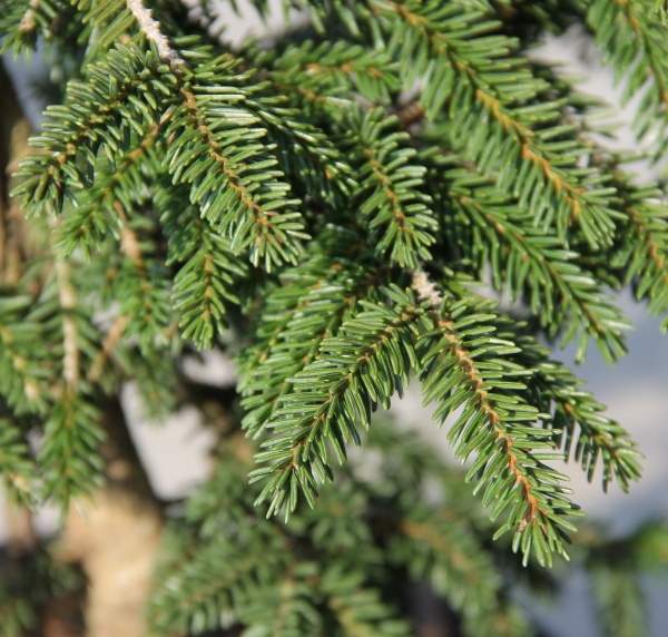 Vzrůstné jehličnany - Smrk východní 'Aureospicata' květináč 7,5 litru, výška 40/60cm, stromek