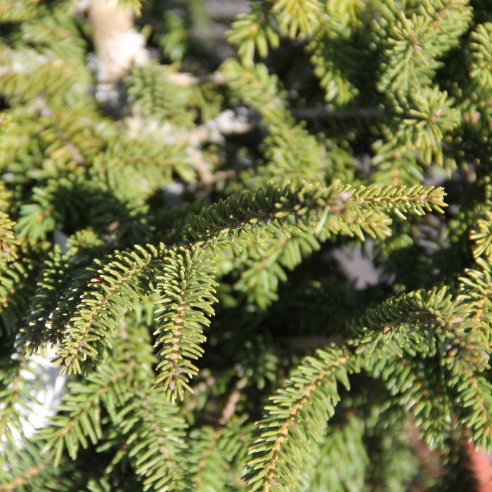 Vzrůstné jehličnany - Smrk východní 'Aureospicata' výška 20/30cm, květináč 5 litrů