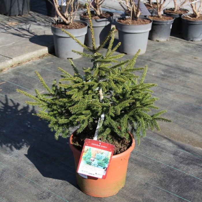 Smrk východní 'Aureospicata' výška 20/30cm, květináč 5 litrů-0