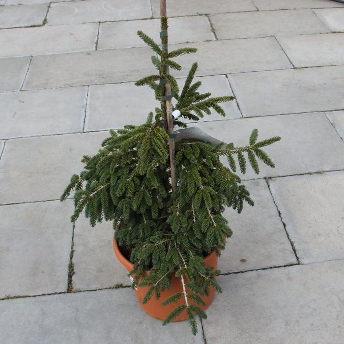 Zakrsle rostoucí jehličnany - Smrk východní 'Golden Start' květináč 7,5 litru, výška 40/60cm, stromek