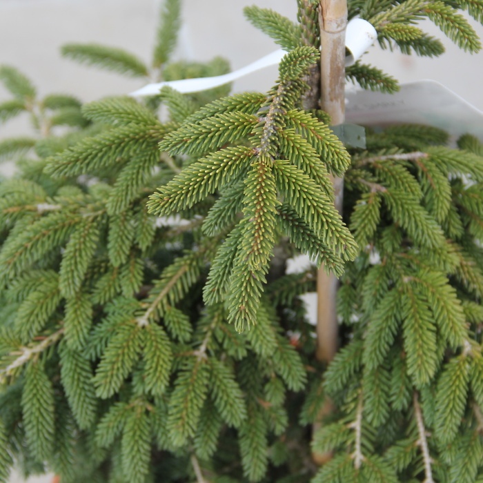 Smrk východní 'Golden Start' květináč 7,5 litru, výška 40/60cm, stromek-0