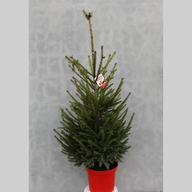 Smrk ztepilý 100/125cm