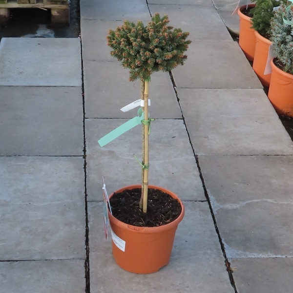 Smrk ztepilý 'Borůvka' květináč 7 litrů, kmínek 50cm, stromek-0