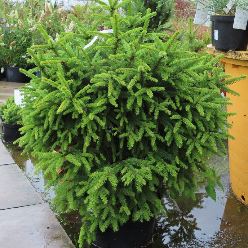 Zakrsle rostoucí jehličnany - Smrk ztepilý 'Compacta' květináč 12 litrů, výška 80/+cm, keř