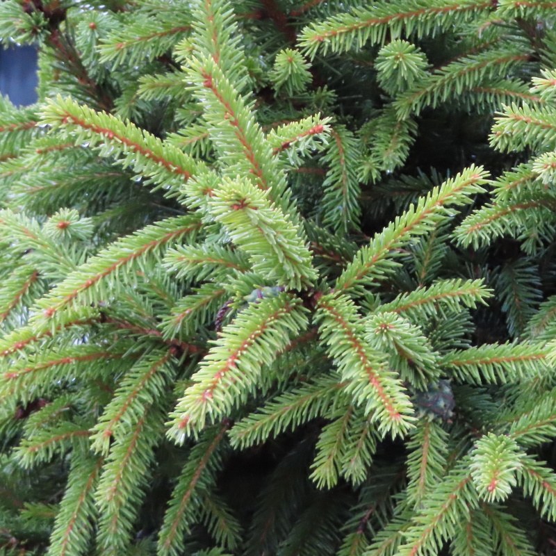 Smrk ztepilý 'Compacta' květináč 12 litrů, výška 80/+cm, keř-0