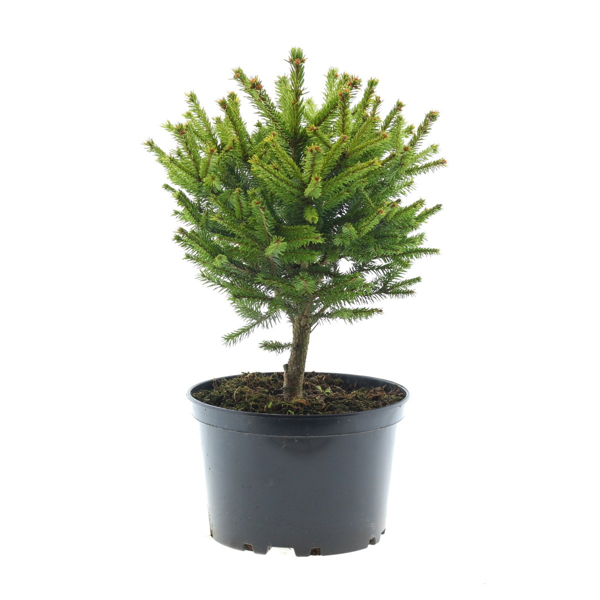Zakrsle rostoucí jehličnany - Smrk ztepilý Compacta květináč 5 litrů, výška 40/50cm, keř