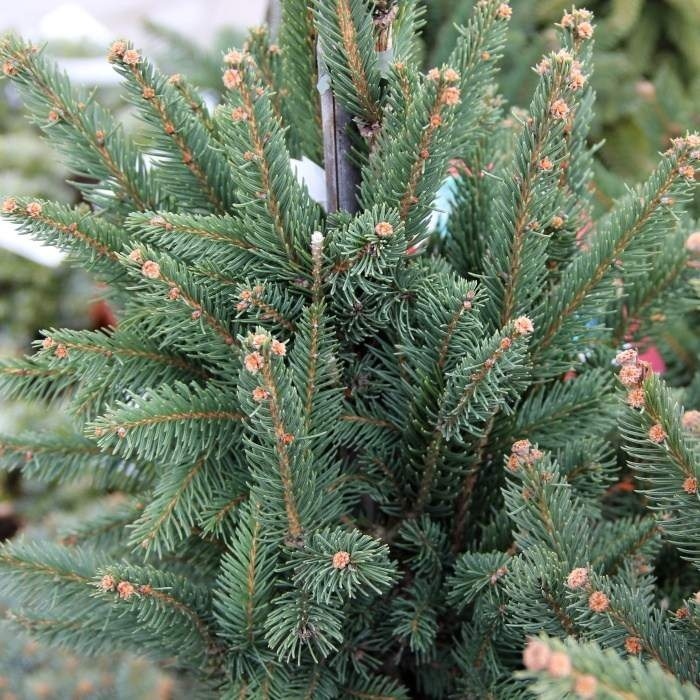 Vzrůstné jehličnany - Smrk ztepilý 'Cupressina' výška 60/80cm, květináč 4 litry