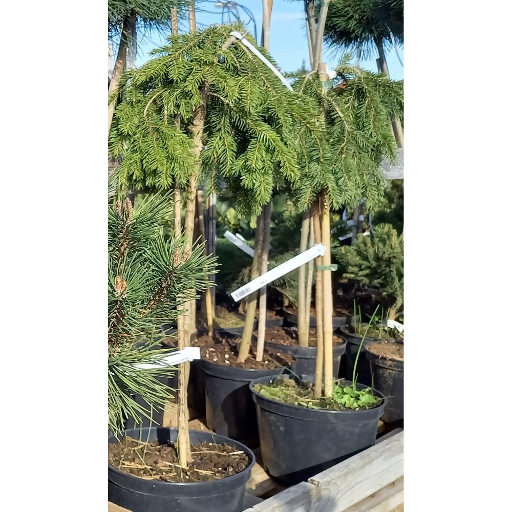 Zakrsle rostoucí jehličnany - Smrk ztepilý Formánek kmínek, květináč 5 litrů