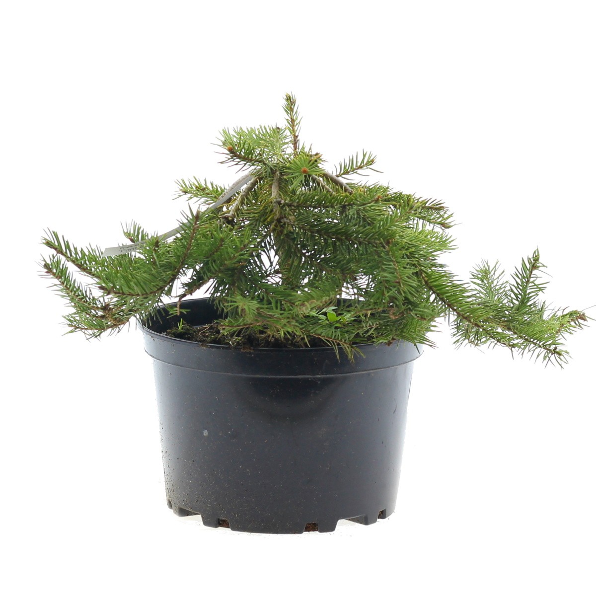 Zakrsle rostoucí jehličnany - Smrk ztepilý Formánek květináč 4 litry, výška 20/30cm, pokryvný