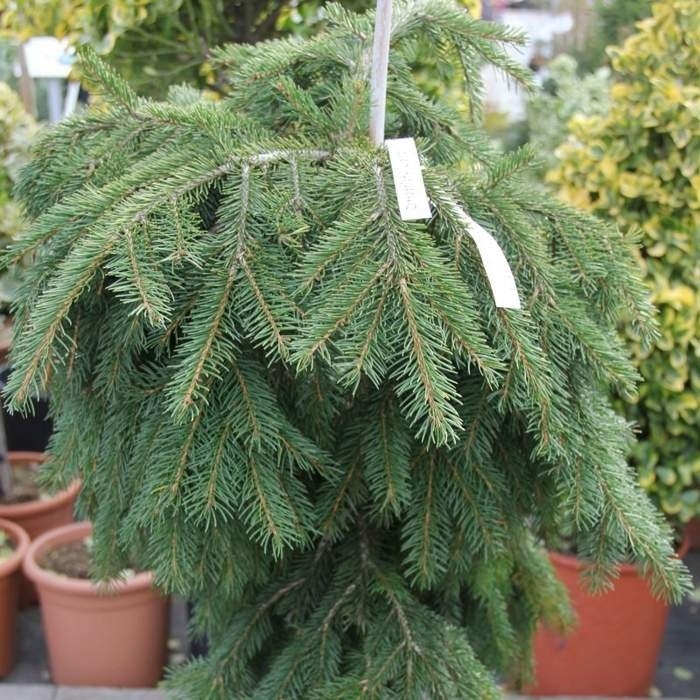 Vzrůstné jehličnany - Smrk ztepilý 'Formánek' výška 60/80cm, květináč 4 litry