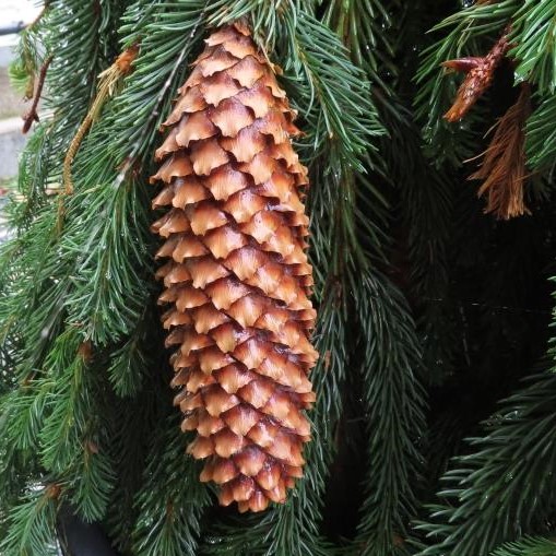 Zakrsle rostoucí jehličnany - Smrk ztepilý 'Inversa' květináč 50 litrů, výška 60/80cm, převislý, stromek