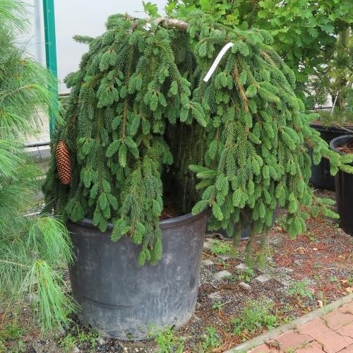 Smrk ztepilý 'Inversa' květináč 50 litrů, výška 60/80cm, převislý, stromek-0