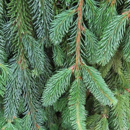 Smrk ztepilý 'Inversa' květináč 50 litrů, výška 60/80cm, převislý, stromek-1