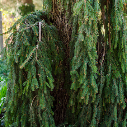 Zakrsle rostoucí jehličnany - Smrk ztepilý 'Inversa' květináč 90 litrů, výška 200/+cm, strom