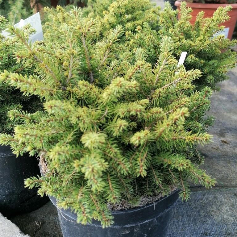 Smrk ztepilý 'Little Gem' květináč 2,5 litru, výška 10/15cm, keř-0