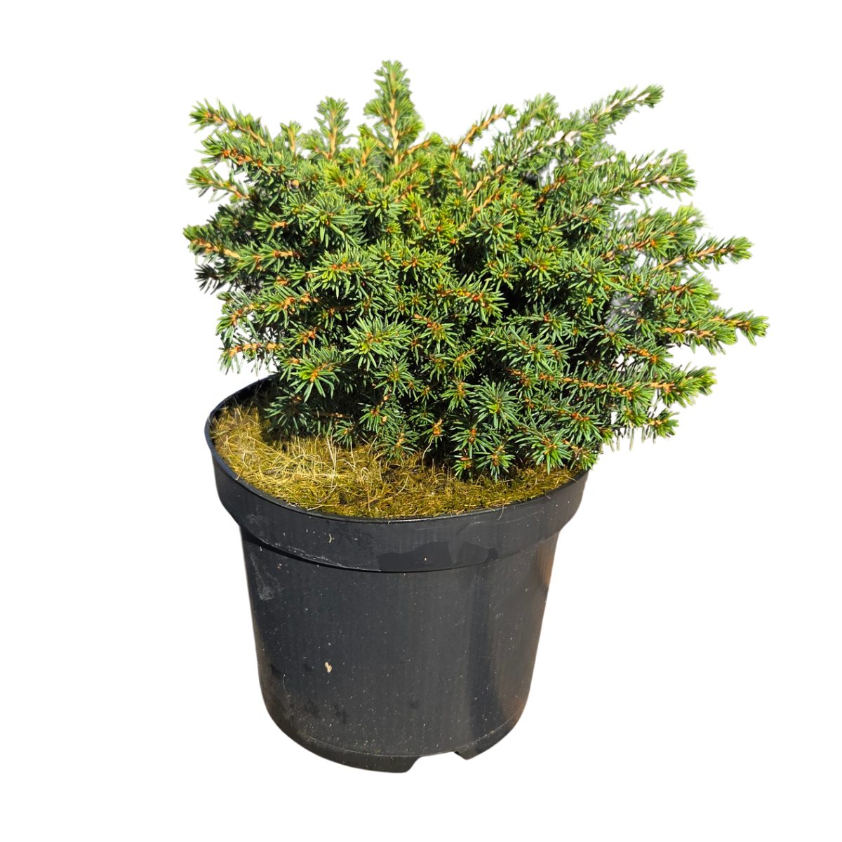 Zakrsle rostoucí jehličnany - Smrk ztepilý 'Little Gem' květináč 2,5 litru, výška 10/15cm, keř