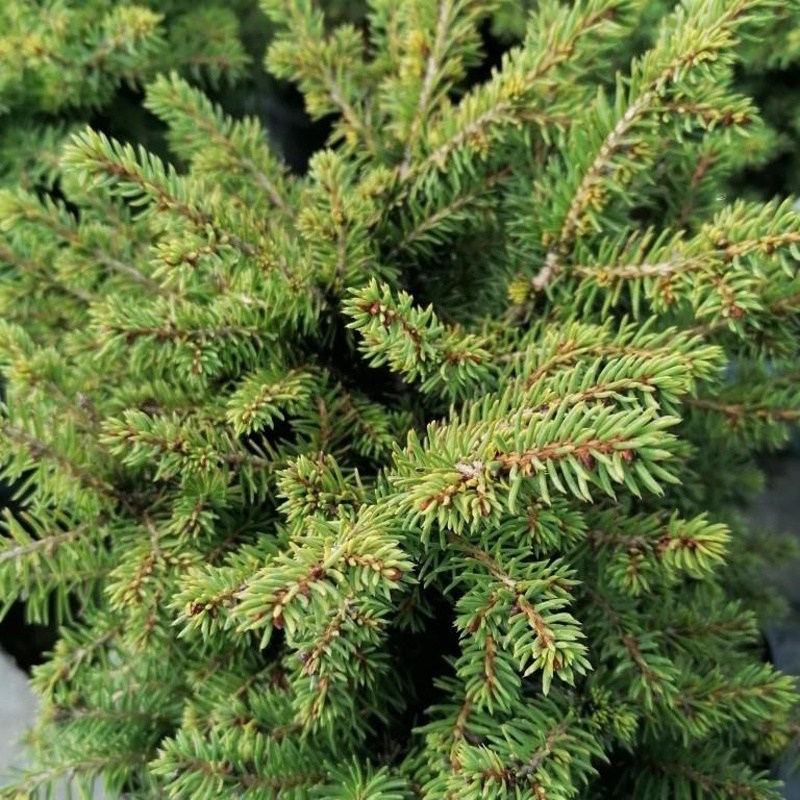 Smrk ztepilý 'Little Gem' květináč 2,5 litru, výška 10/15cm, keř-0