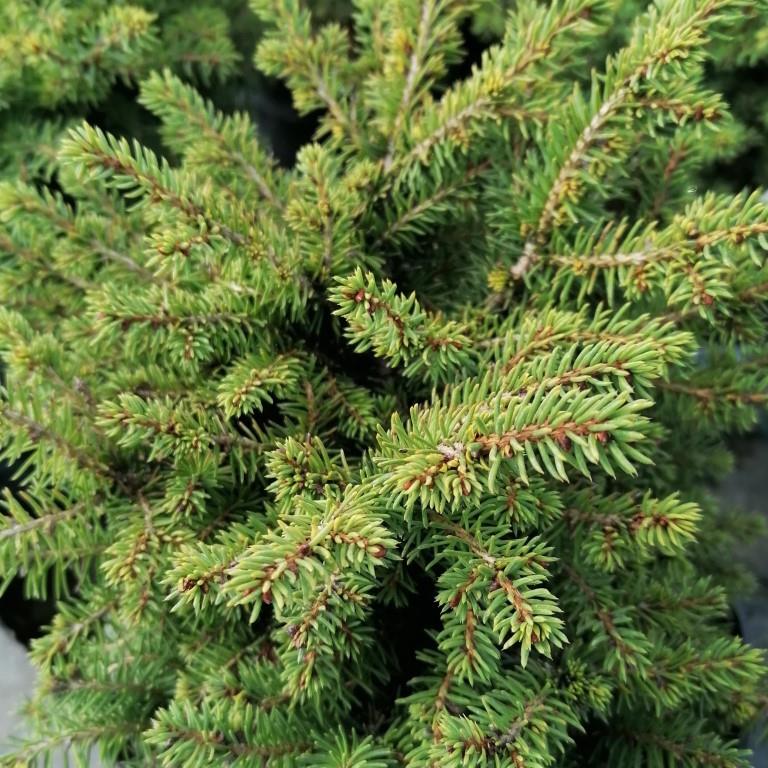 Zakrsle rostoucí jehličnany - Smrk ztepilý 'Little Gem' květináč 2,5 litru, výška 10/15cm, keř