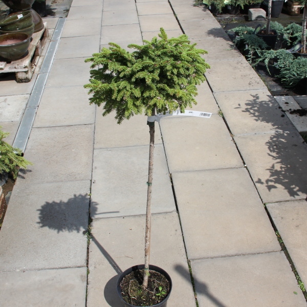 Zakrsle rostoucí jehličnany - Smrk ztepilý 'Little Gem' květináč 4 litry, kmínek 40cm, stromek
