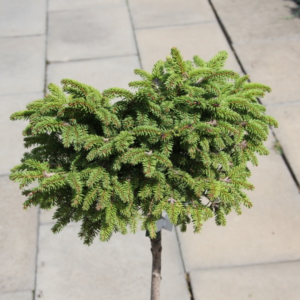 Smrk ztepilý 'Little Gem' květináč 4 litry, kmínek 40cm, stromek-0