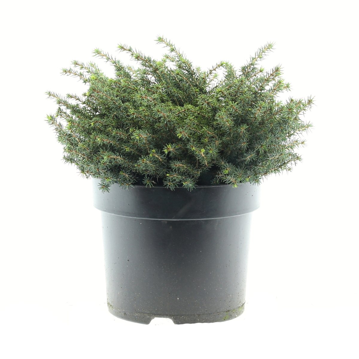 Zakrsle rostoucí jehličnany - Smrk ztepilý Little Gem výška 25/30cm, květináč 5 litrů