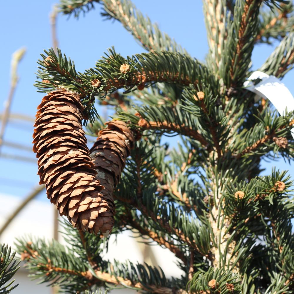 Zakrsle rostoucí jehličnany - Smrk ztepilý Lombartsii výška 150/175cm