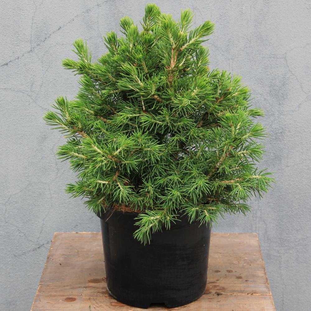 Zakrsle rostoucí jehličnany - Smrk ztepilý 'Tompa' květináč 2,5 litru, výška 10/15cm, keř