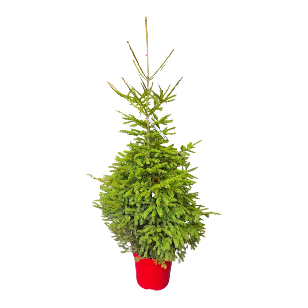 Smrk ztepilý výška 125/150cm, květináč 20 litrů