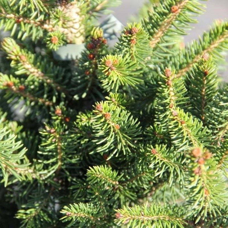 Zakrsle rostoucí jehličnany - Smrk ztepilý 'Will's Zwerg' výška 125/150cm, květináč 55 litrů