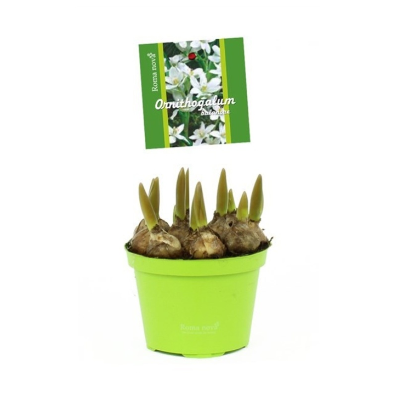 Rychlené cibuloviny - Snědek chocholičnatý květináč 9cm