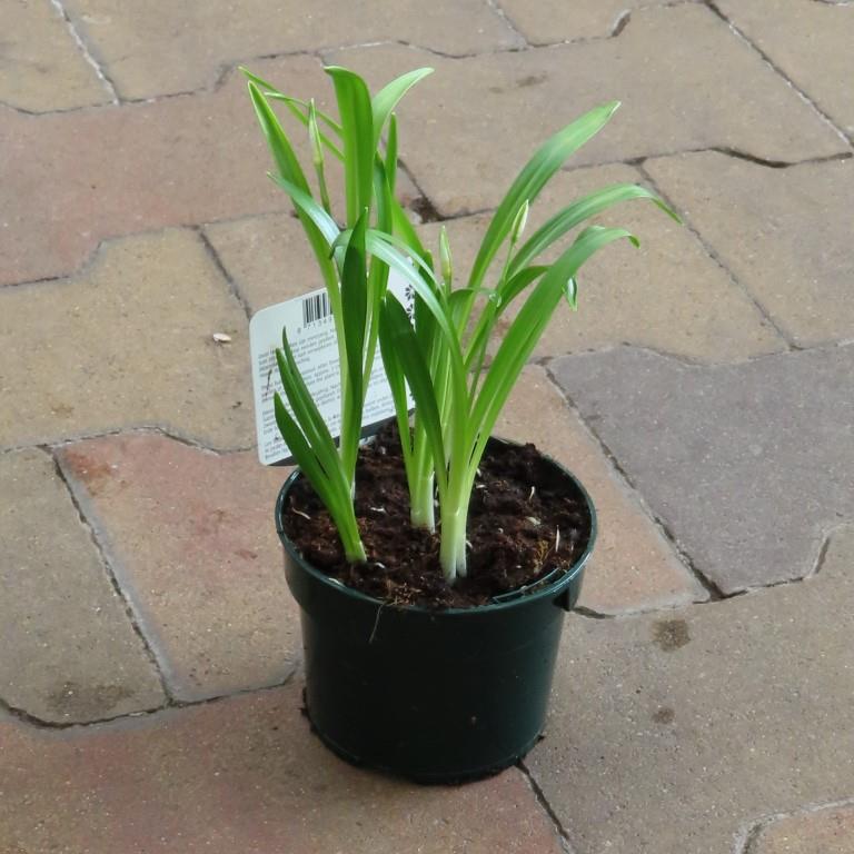 Rychlené cibuloviny - Sněženka podsněžník