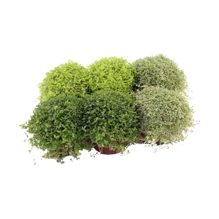 Okrasné pokojové rostliny - Soleirolie, domácí štěstí mix květináč 10cm