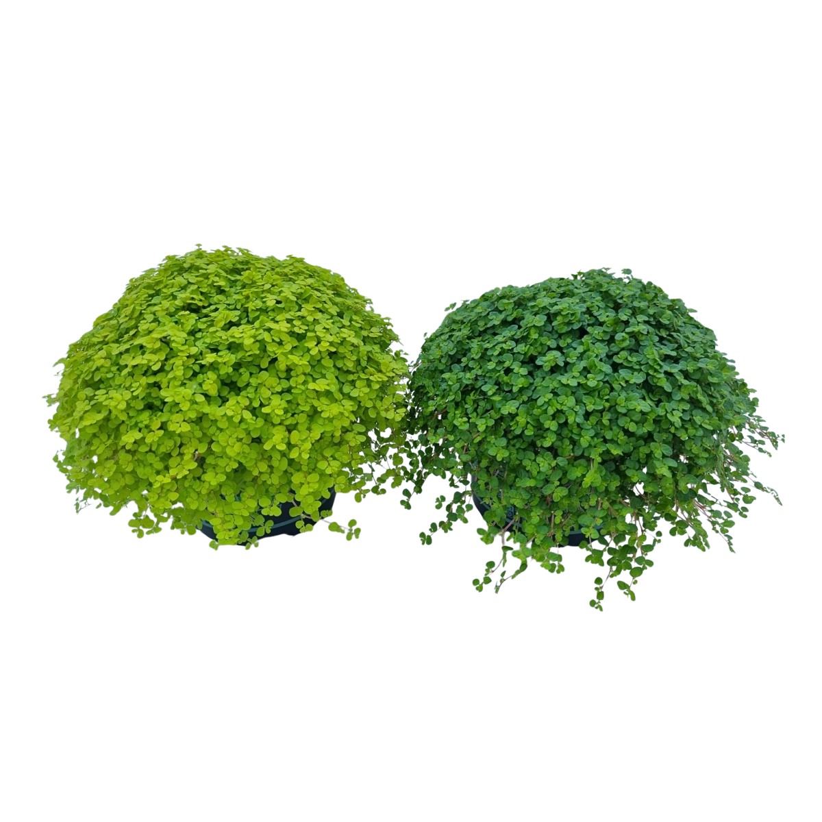 Okrasné pokojové rostliny - Soleirolie, domácí štěstí mix květináč 11cm