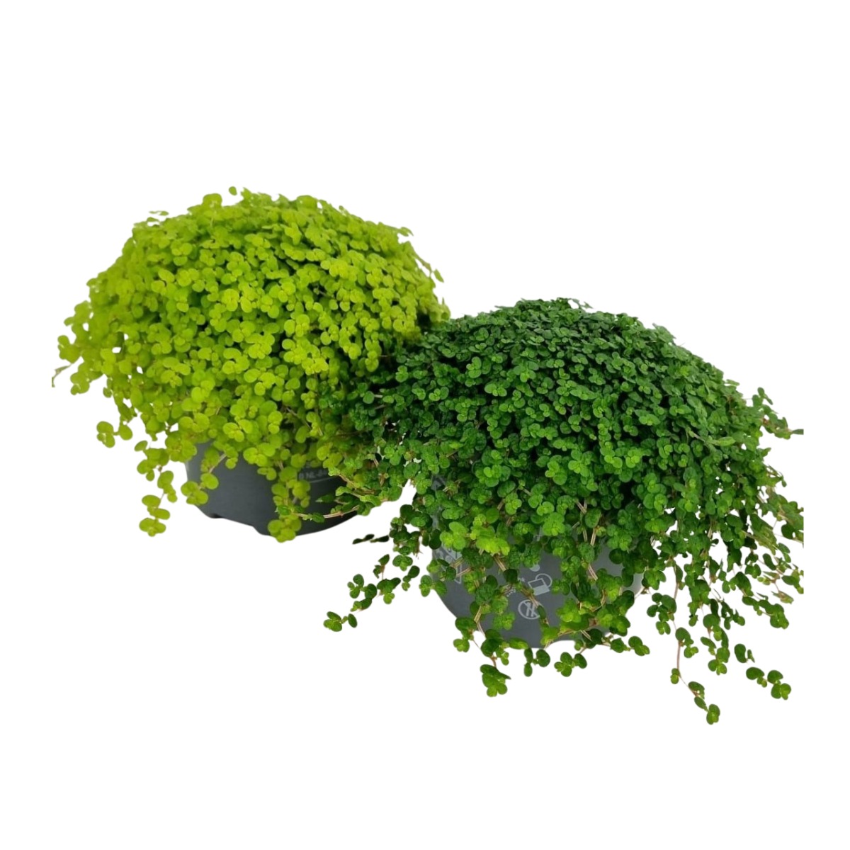 Okrasné pokojové rostliny - Soleirolie, domácí štěstí mix, květináč 13cm