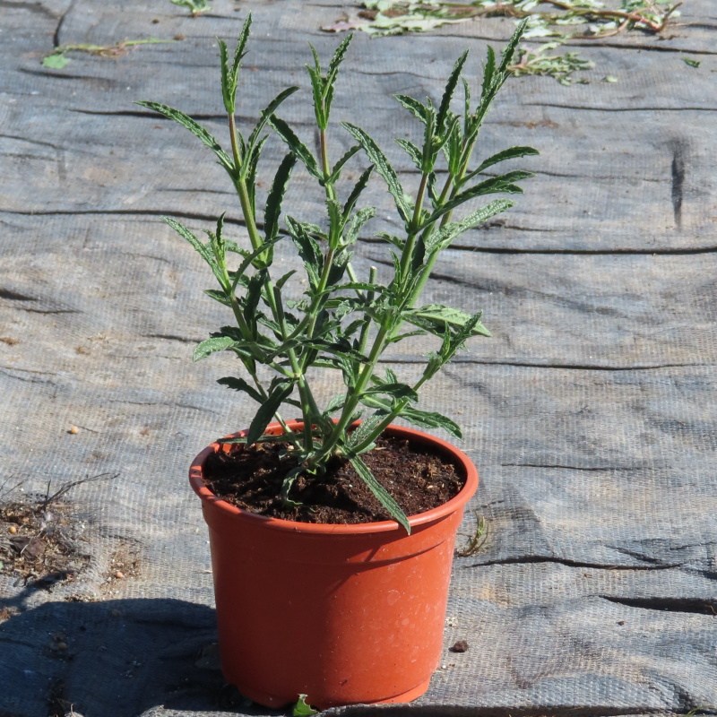 Na slunce - Sporýš argentinský Royal Dreams květináč 12cm