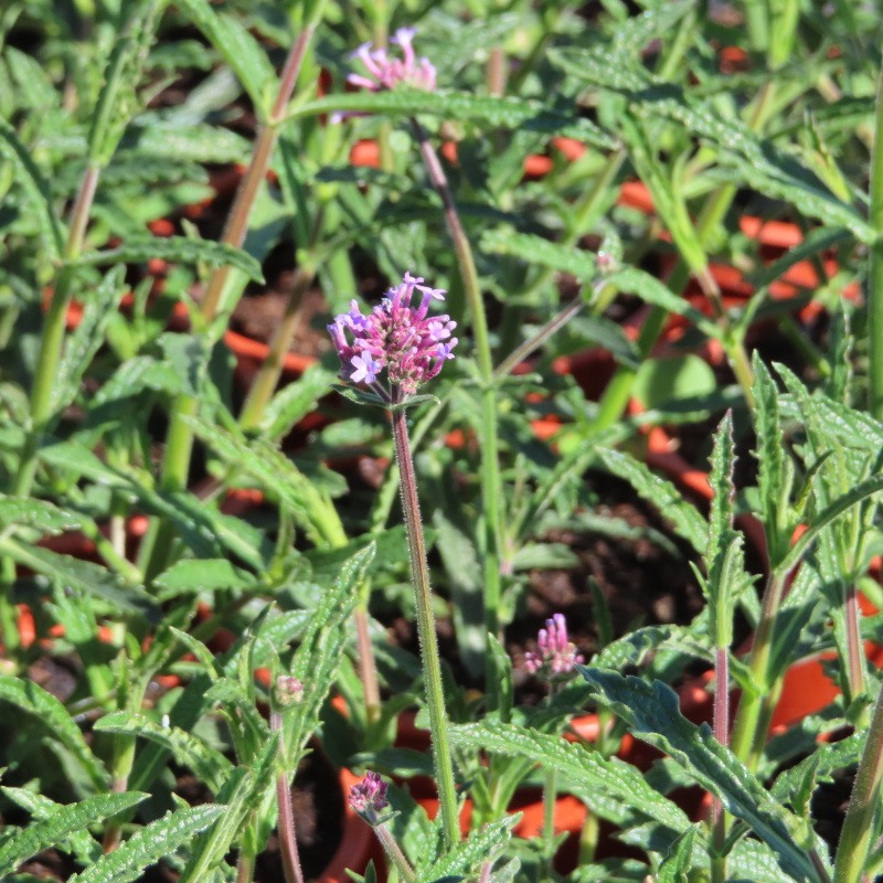 Sporýš argentinský Royal Dreams květináč 12cm-0