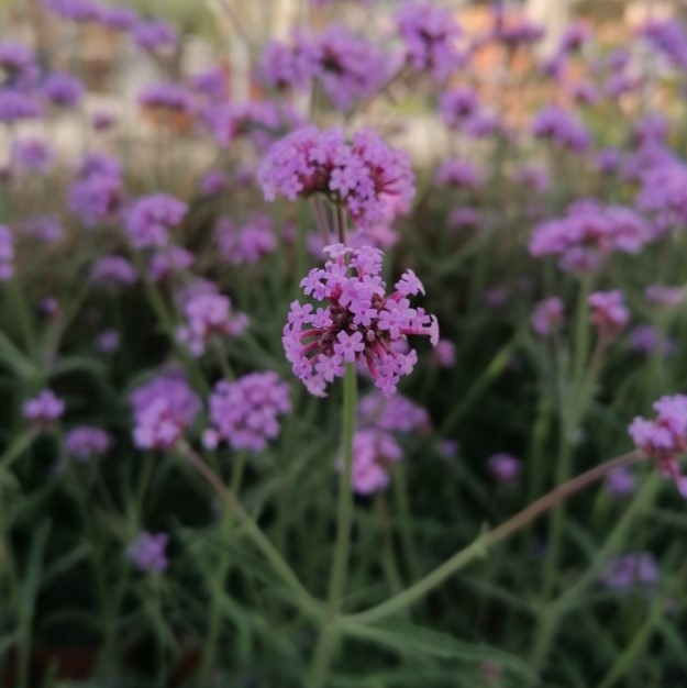 Sporýš argentinský Royal Dreams květináč 12cm-1