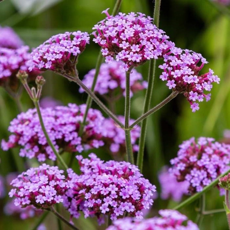 Na slunce - Sporýš argentinský 'Violet Blue' květináč 12cm