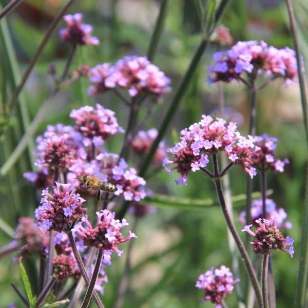 Rostliny - Sporýš argentinský 'Violetta' 12cm