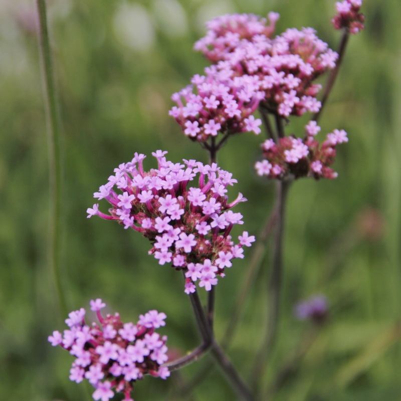 Sporýš argentinský 'Violetta' 12cm-0