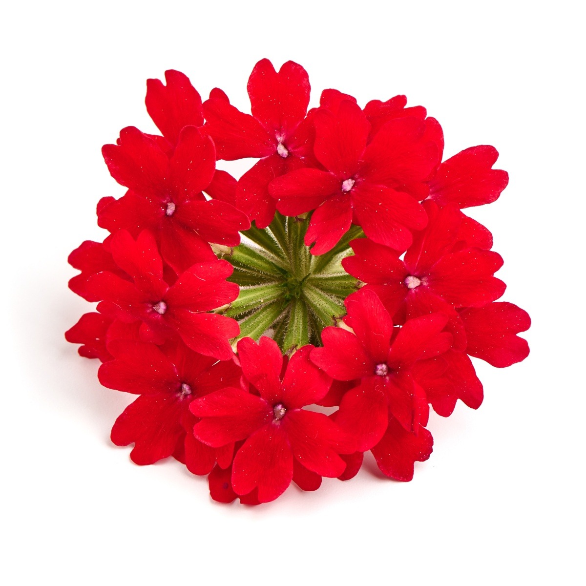 Vzpřímené balkonové květiny - Sporýš červený 4ks 11cm