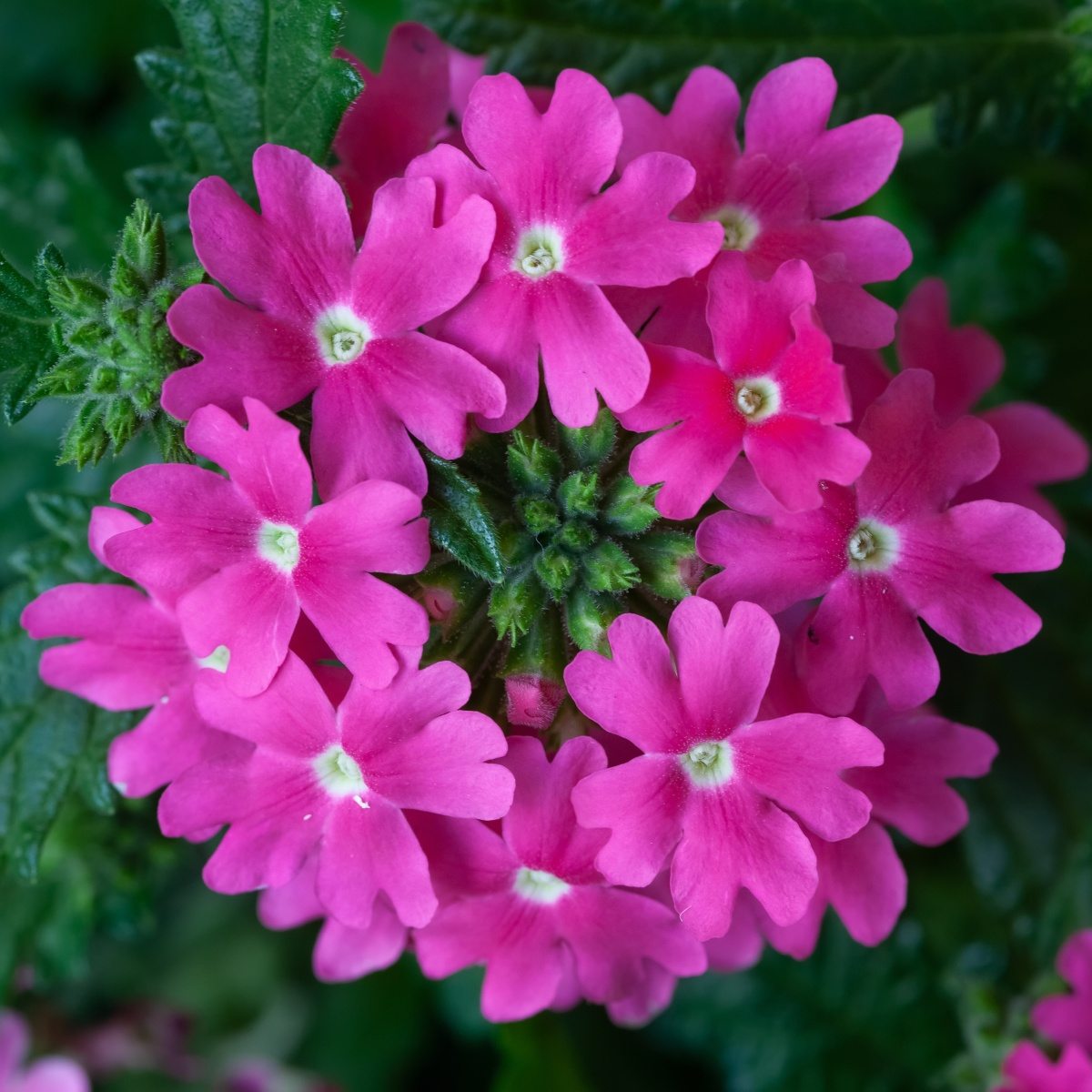 Vzpřímené balkonové květiny - Sporýš růžový 4ks 11cm