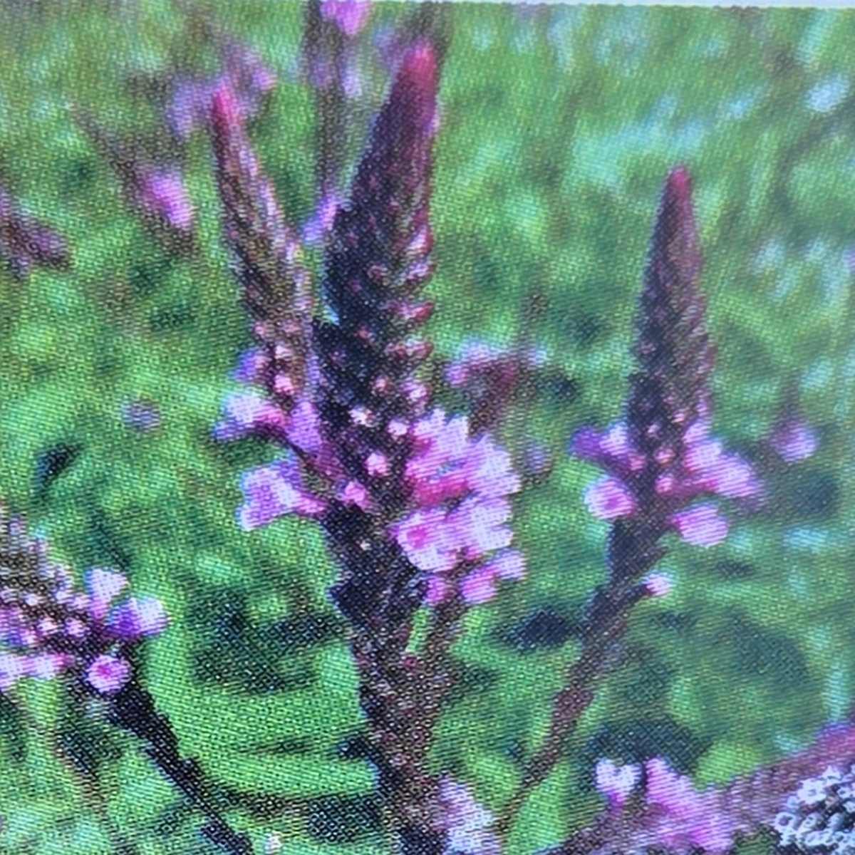 Na slunce - Sporýš šípovitý Pink Spires květináč 9cm