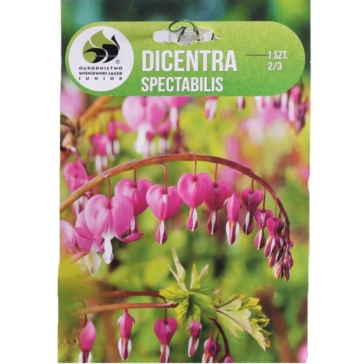 Ostatní jarní cibuloviny - Srdcovka nádherná 1ks