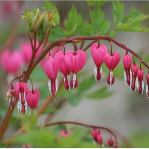 Stínomilné - Srdcovka nádherná 2 litry