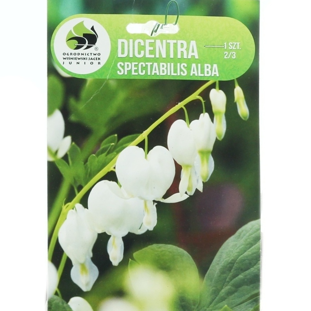 Ostatní jarní cibuloviny - Srdcovka nádherná Alba 1ks