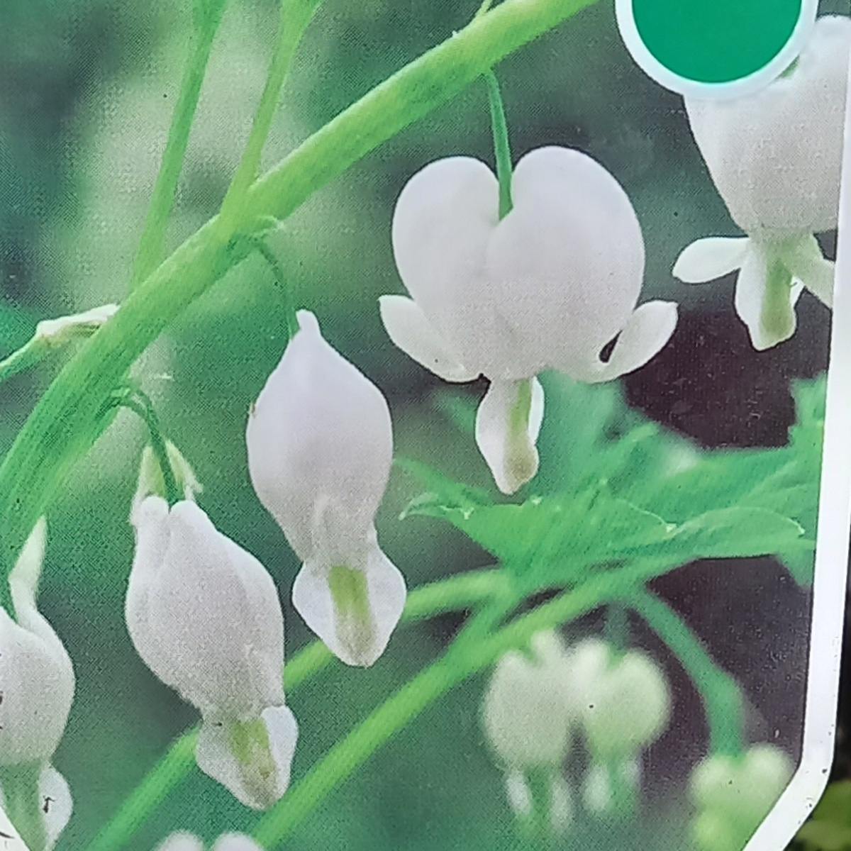 Stínomilné - Srdcovka nádherná Alba květináč 2 litry