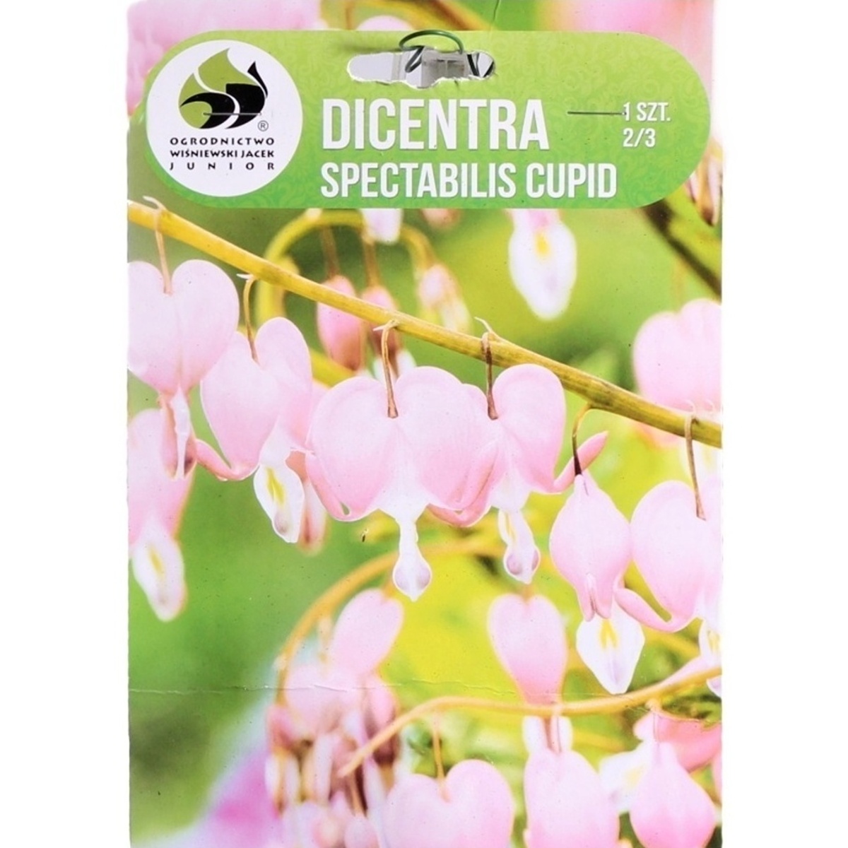 Cibuloviny - Srdcovka nádherná Cupid 1ks